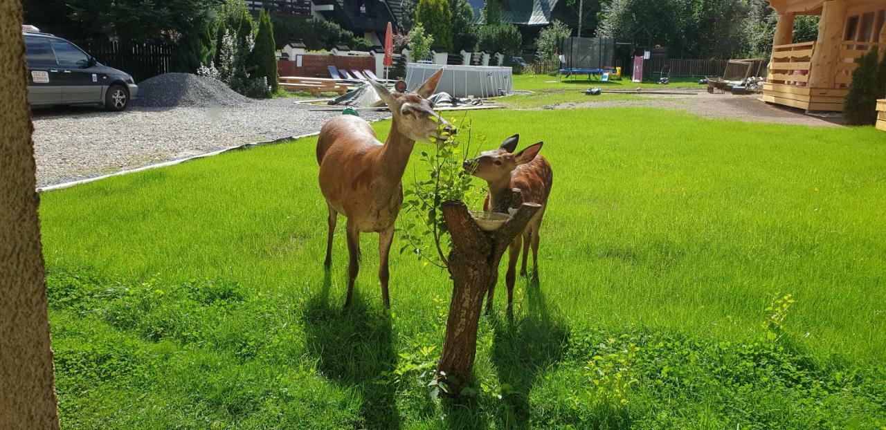 Willa Anda Zakopane Ngoại thất bức ảnh